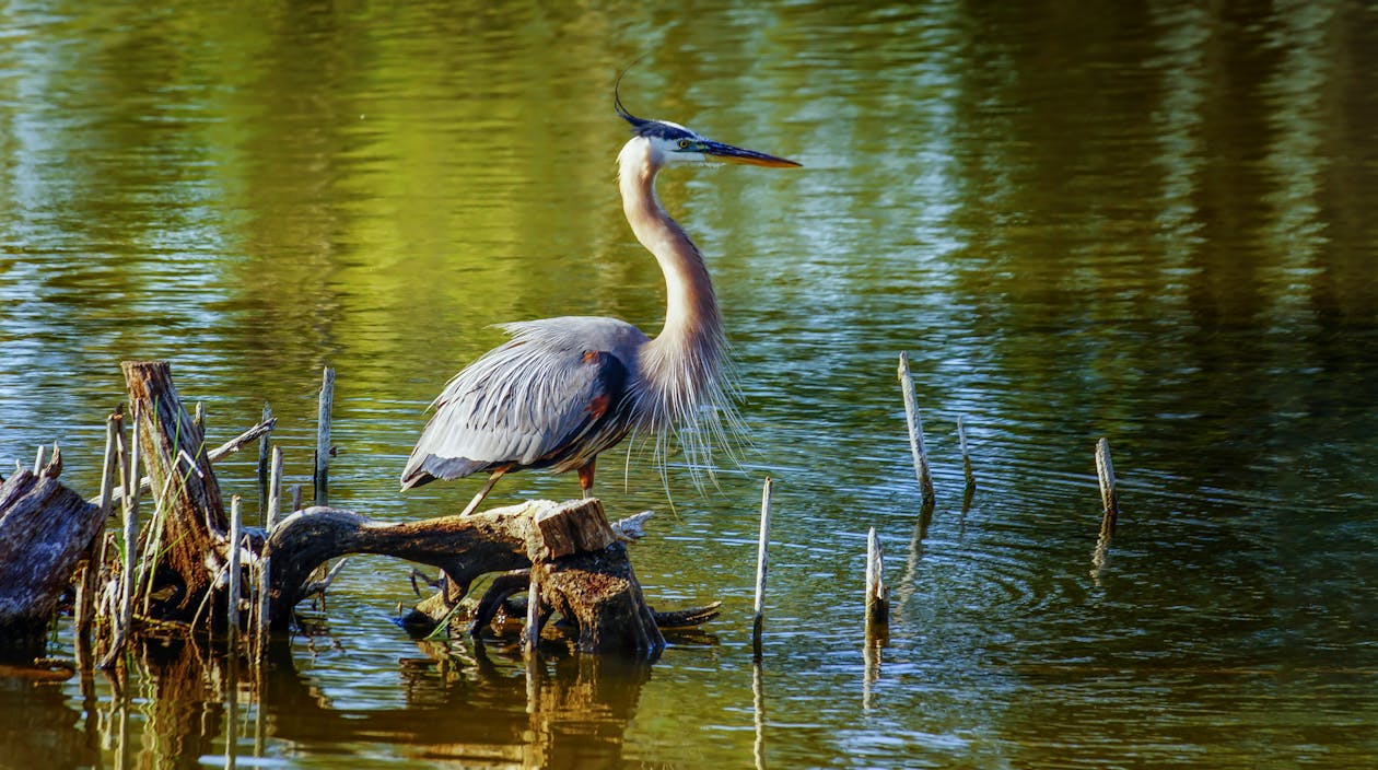 Close-up of a Great Blue Heron