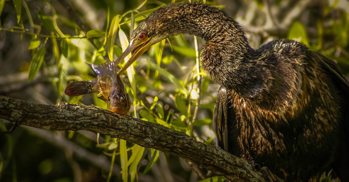 Fishing Net Entangles Darter at Bengaluru Lake, Rescue Saves Bird