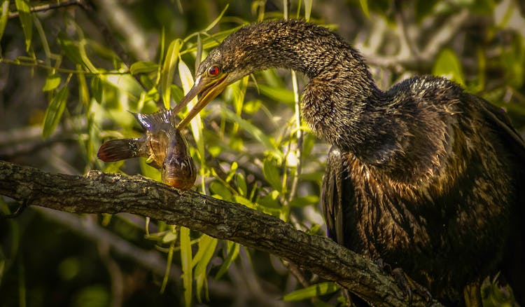 Anhinga Eating Fish