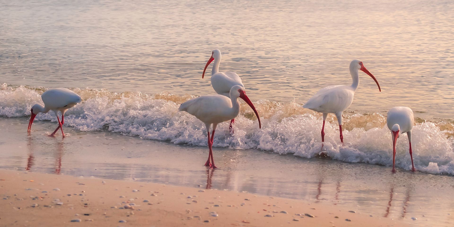 White ibises wade along an ocean shore under a warm sunset, capturing nature's serene beauty.
