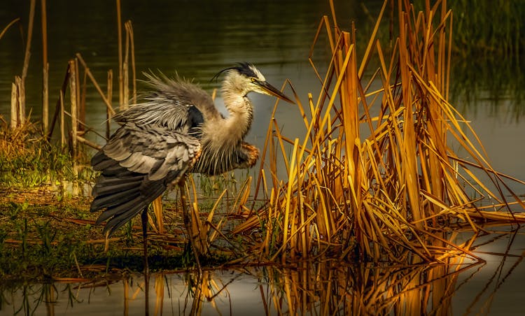 Close Up Of A Heron By A Pond