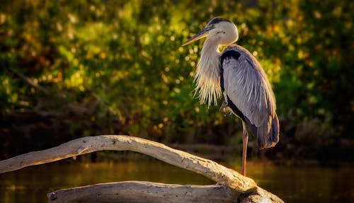 Free Heron Perched on a Wood Stock Photo