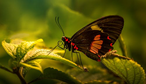 Close-Up Photography of a Butterfly on the Green Leaves