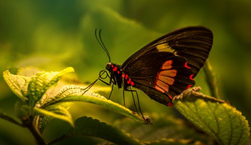 Free Macro shot of a Heliconius butterfly resting on green leaves with a vibrant background. Stock Photo