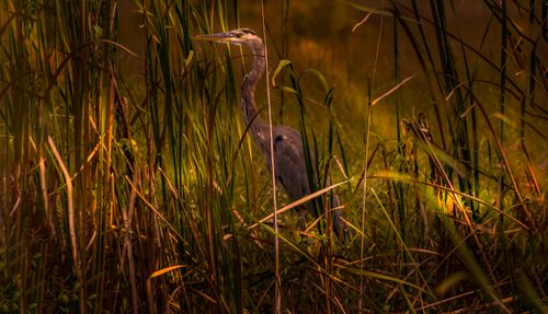 Free A Great Blue Heron stands amidst tall reeds, bathed in warm sunset light in a natural wetland. Stock Photo