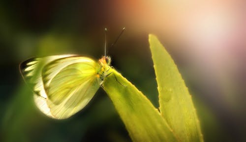 Photos gratuites de fermer, feuille, insecte