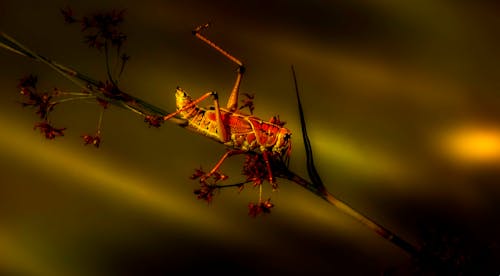 Extreme Close-up of a Grasshopper