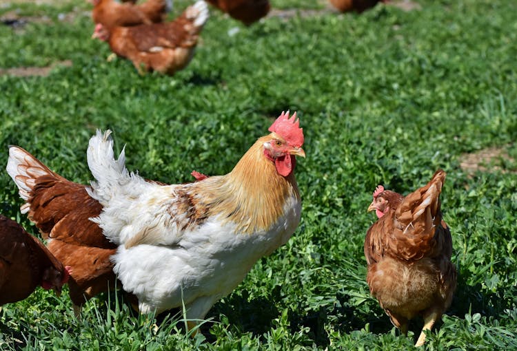 Chickens On Grass Field