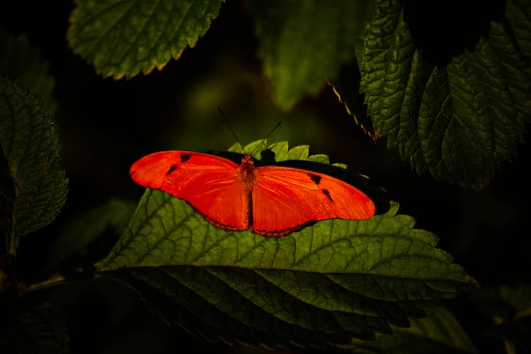 Close-up Of A Julia Butterfly