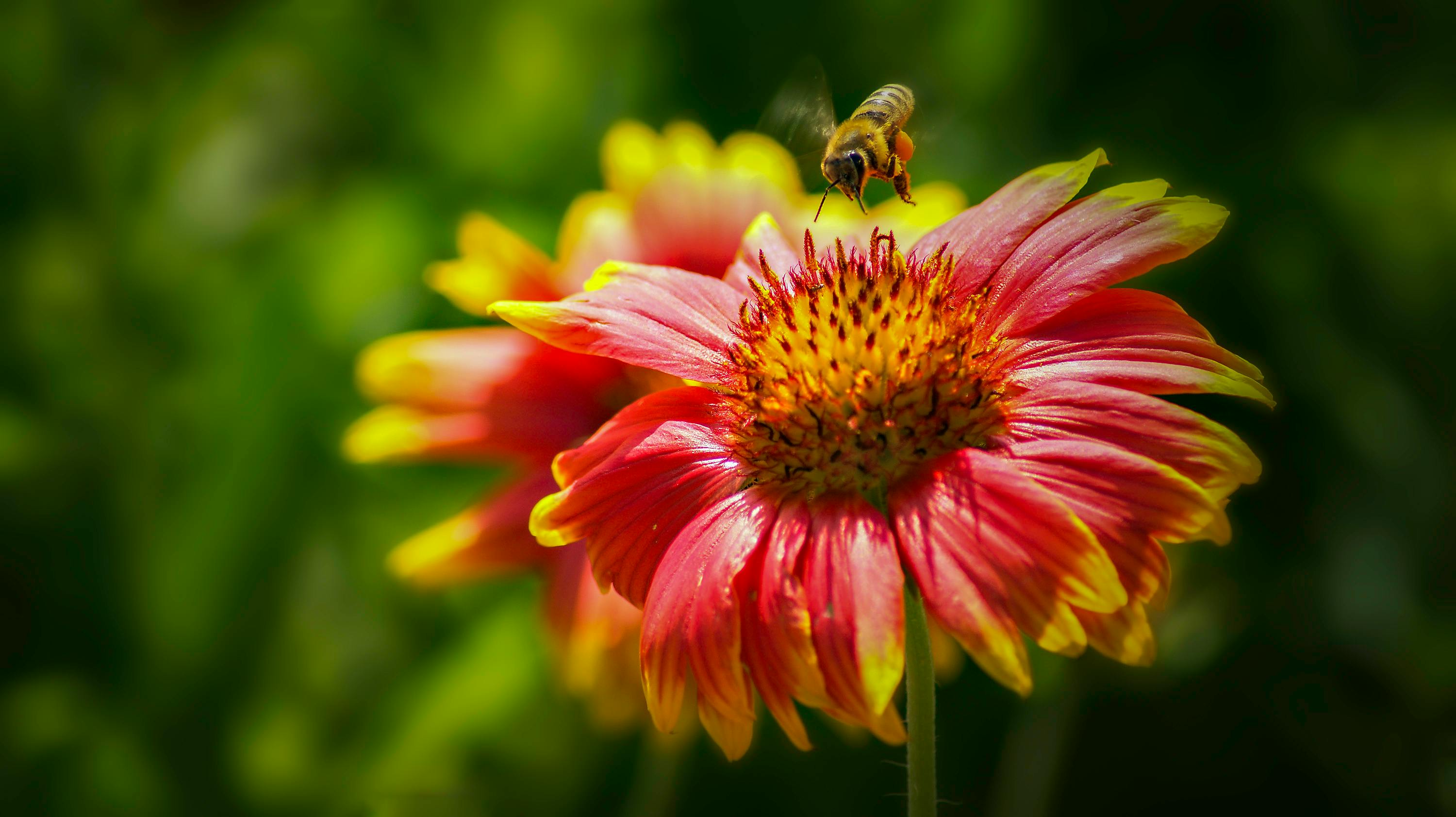 Macro Photo of Honey Bee Pollinating on a Blooming Indian Blanket