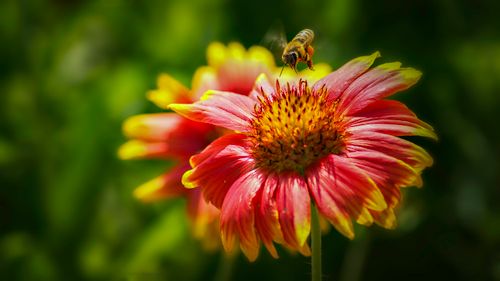 Free Close-up of a honey bee pollinating a vibrant Indian blanket flower in a sunlit garden. Stock Photo