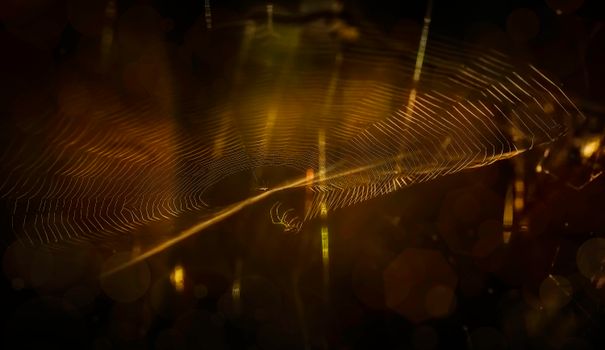 Close-up of an intricate spider web illuminated, highlighting its detailed pattern at night.