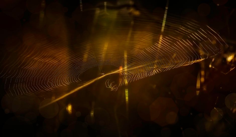 Close-up of an intricate spider web illuminated, highlighting its detailed pattern at night.