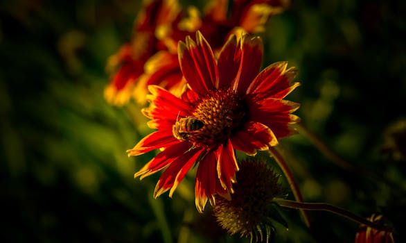 Close-up of a bee pollinating a blooming Gaillardia flower under warm light.