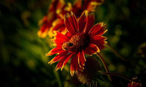 Free Close-up of a bee pollinating a blooming Gaillardia flower under warm light. Stock Photo