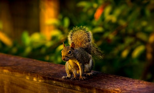 Brown Squirrel on Brown Wooden Platform