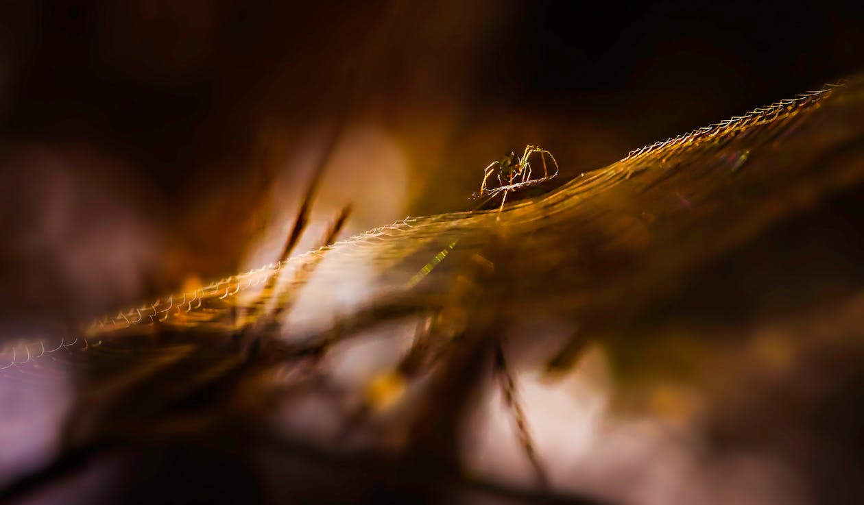 Spider on a Cobweb