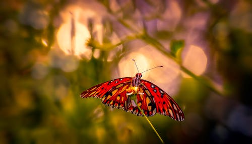 Colorful Butterfly Perched on Green Leaf in Close Up Photography