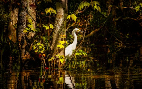 A White Egret in Swamp