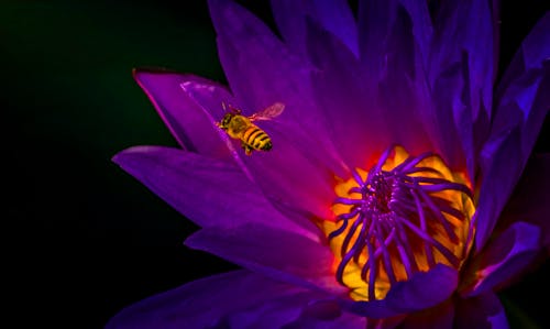 授粉, 昆蟲, 植物群 的 免费素材图片