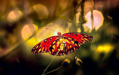 Free Macro Photography of a Passion Butterfly on a Delicate Flower Stock Photo