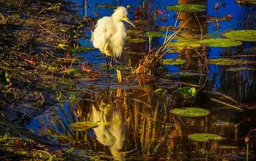 A White Egret in Swamp