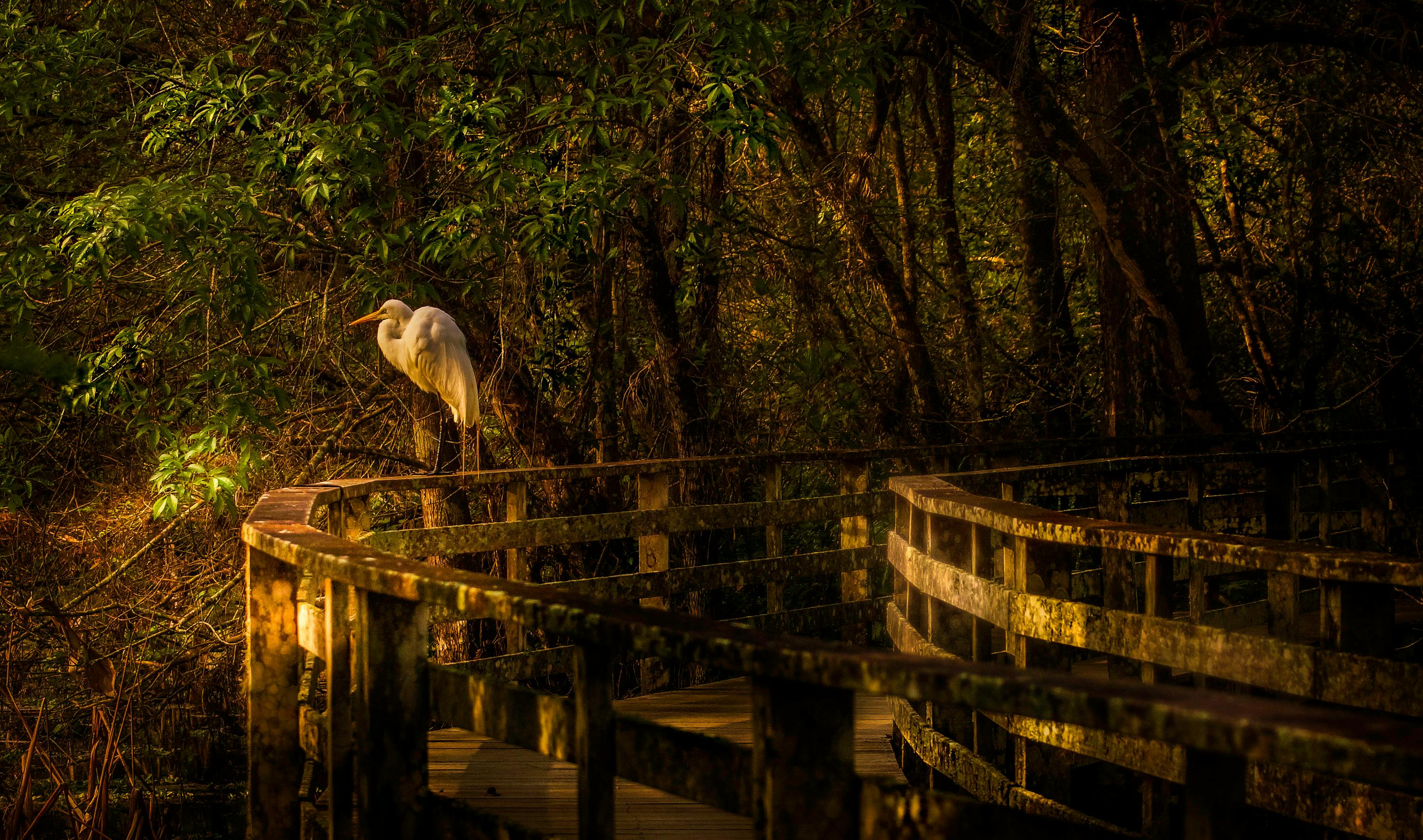 Fogg Dam Boardwalk