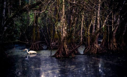 Free A serene scene featuring an egret wading through a dense mangrove swamp. Stock Photo