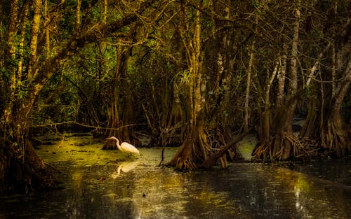 A White Egret in a Swamp