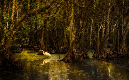 Free A peaceful egret wading in a vibrant mangrove swamp, surrounded by dense trees. Stock Photo
