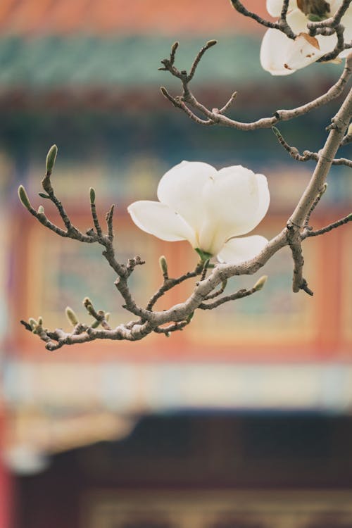 Free stock photo of beijing, bird, blur