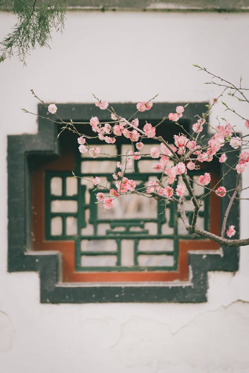 Close-up of a Cherry Blossom Branch 