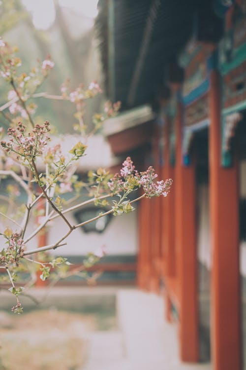 Kostenloses Stock Foto zu frühlingszeit, lebendige farben, peking