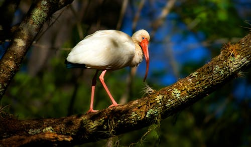 Gratis Fotos de stock gratuitas de animal, árbol, aviar Foto de stock