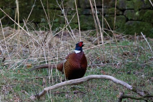 Pheasant