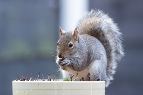 Close-Up of a Gray Squirrel 