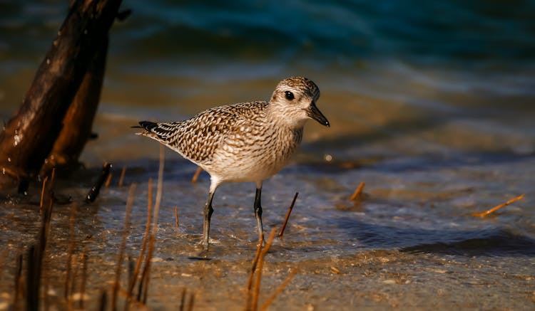 Close-up Of A Grey Plover Bird