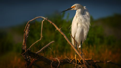 White Bird on a Tree Branch