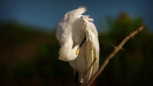An Egret on a Tree Branch