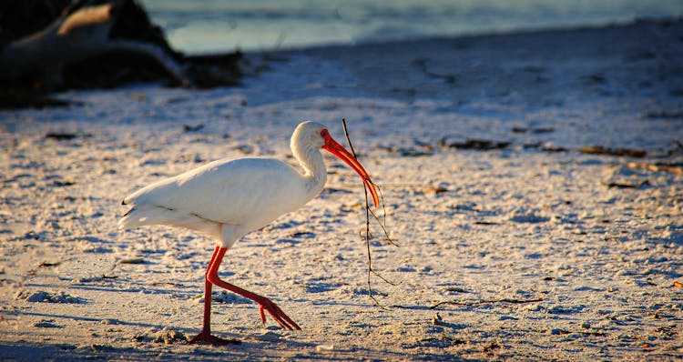 Close-up Of An Ibis Bird Carrying A Stick In Its Beak 