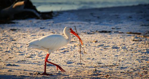 Free White ibis bird on a sandy beach carrying sticks in its beak during daytime. Stock Photo
