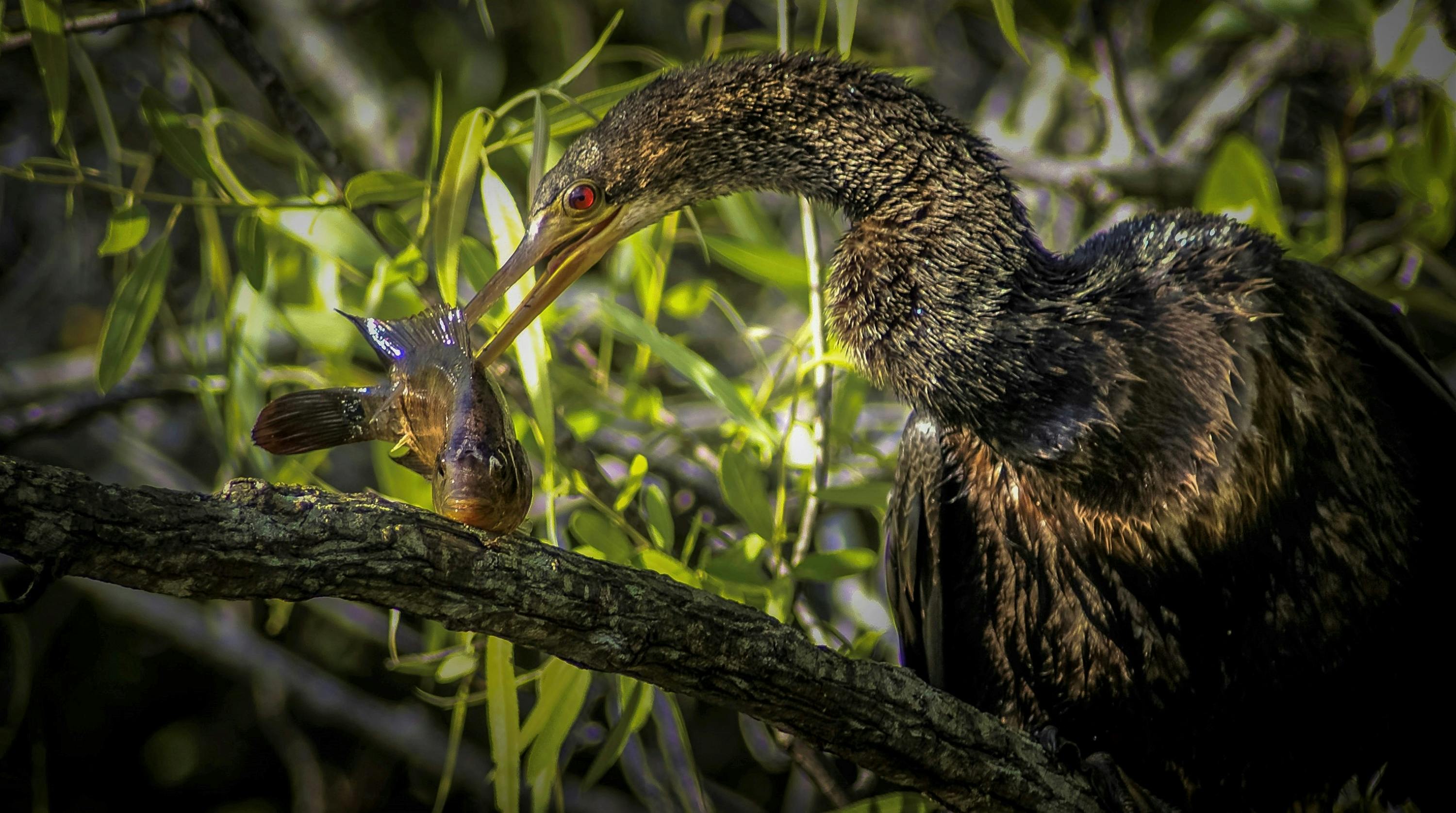 bird with pray