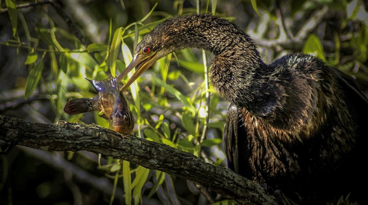 Bird With Pray