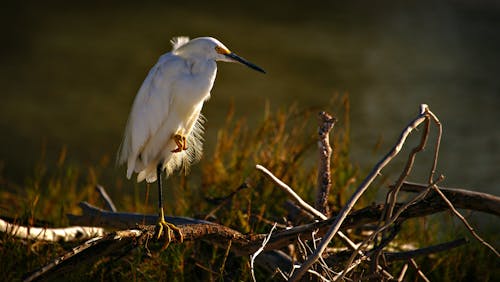 White Bird on the Tree Branch