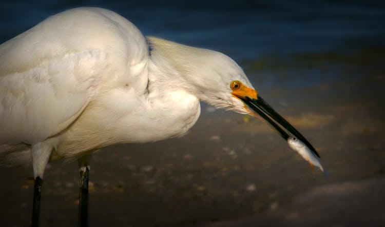 White Bird Eating A Fish