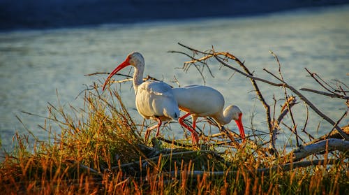 Ilmainen kuvapankkikuva tunnisteilla eläimet, ibis, lähikuva