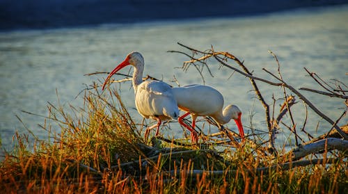 Close-up of Ibis Birds 