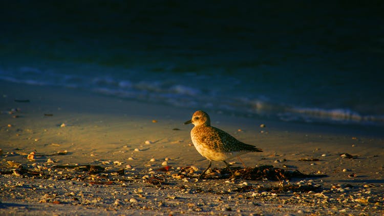 Close-up Of A Grey Plover Bird On A Seashore 