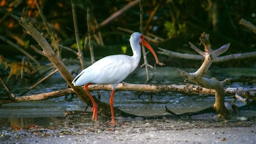 Безкоштовне стокове фото на тему «ibis, білий птах, вода» стокове фото