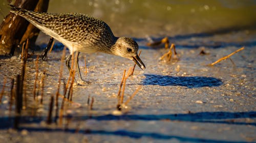 Close-up of a Grey Plover Bird 